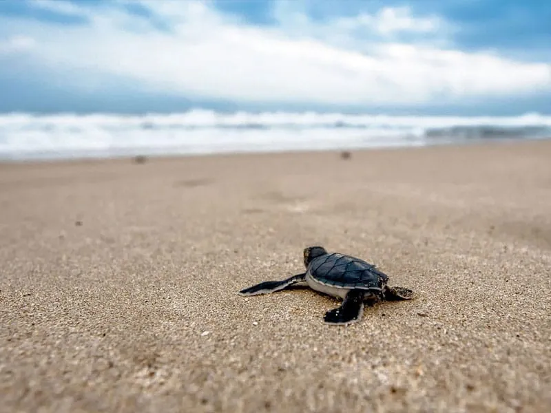 Rekawa Turtle Beach — view 2