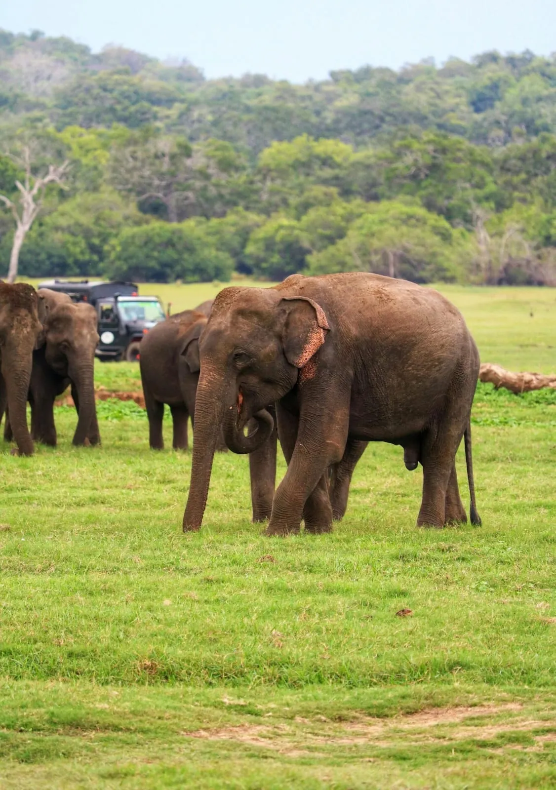Ridiyagama Safari Park
