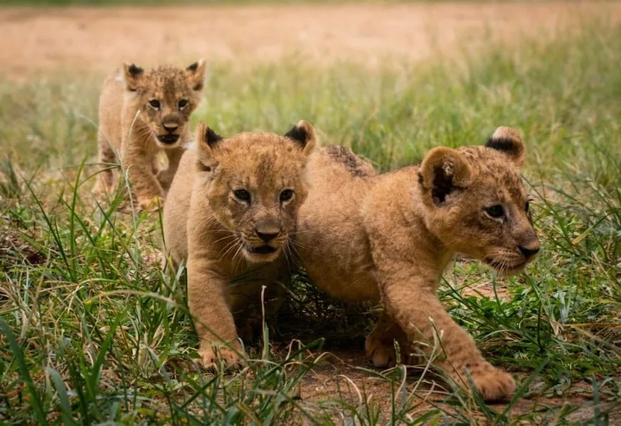 Ridiyagama Safari Park — view 2