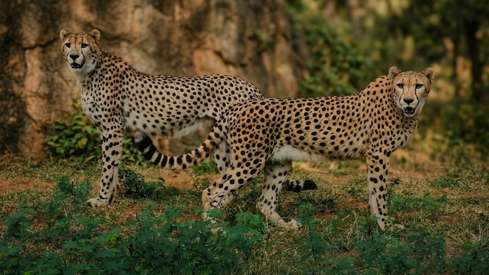 Ridiyagama Safari Park — view 3