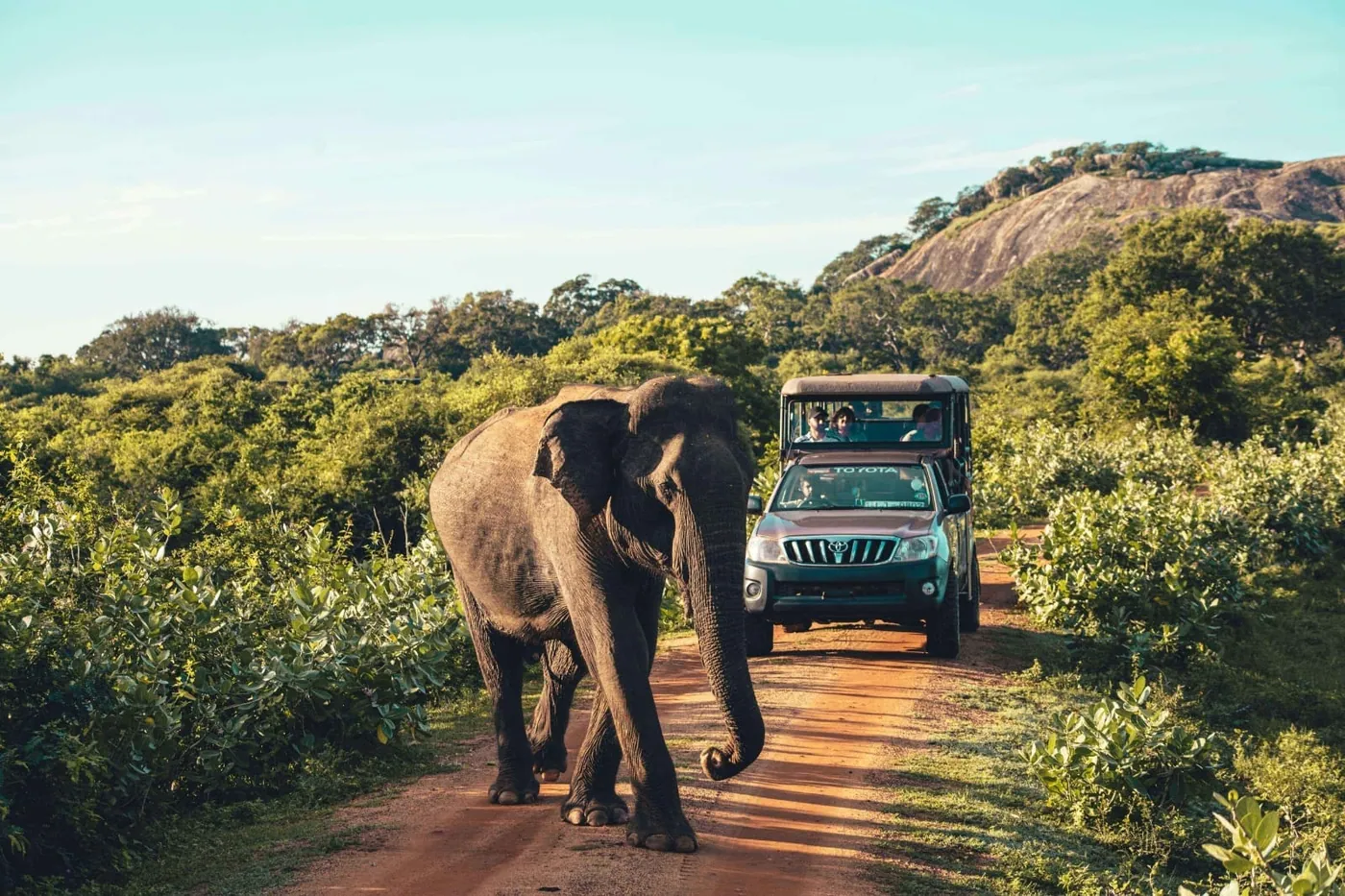 Yala Leopard Safari