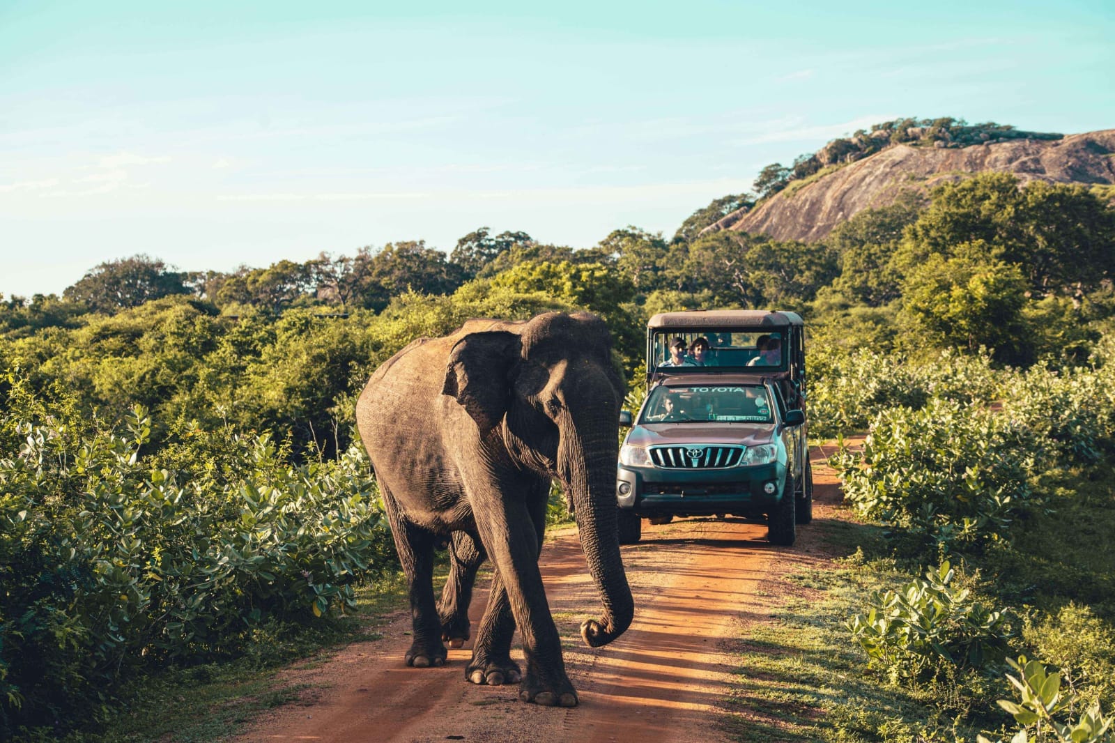 Yala Leopard Safari