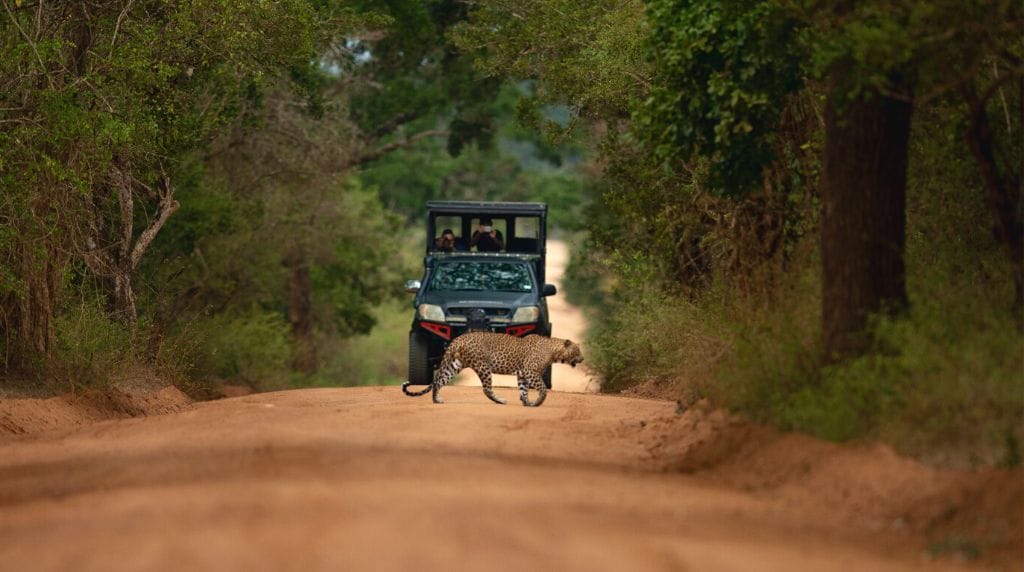 Yala National Park — view 2